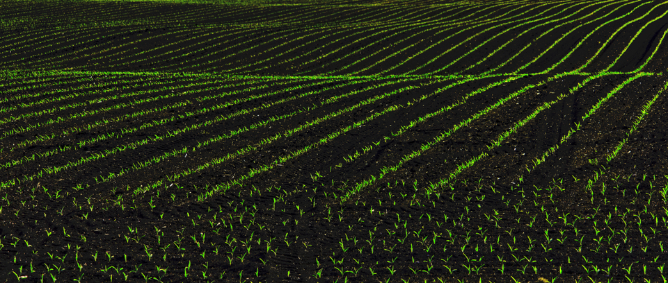 Green on Black V - ID 008358