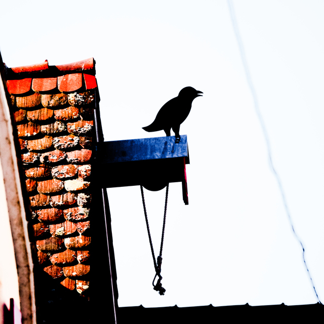 Bird on the House I - ID 008402