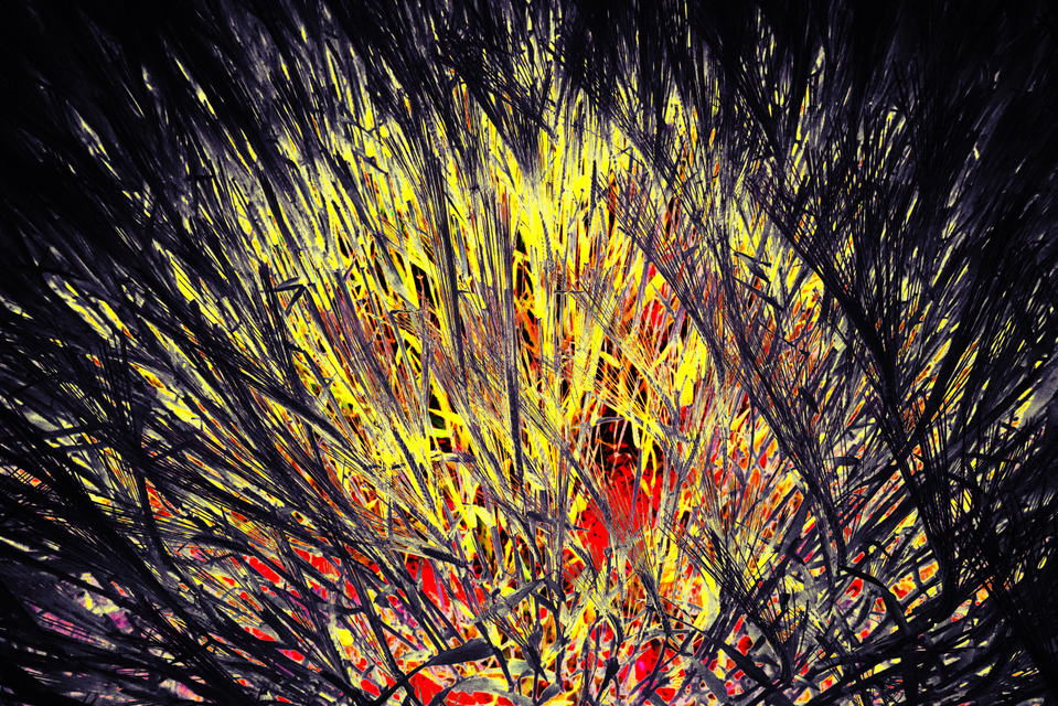 Field Color II - ID 008420