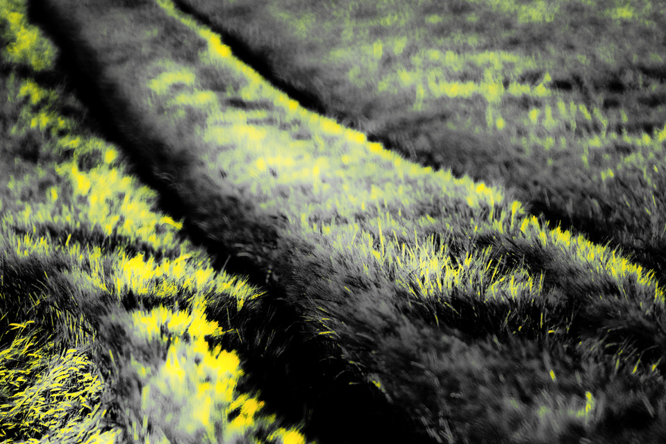 Sunset Field I - ID 008465