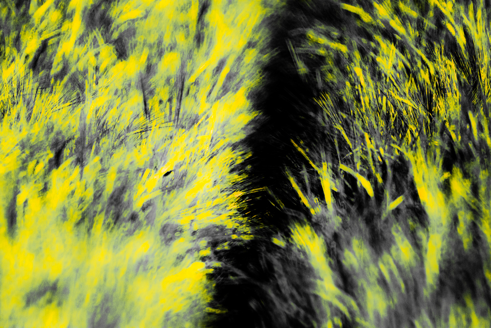 Sunset Field II - ID 008467