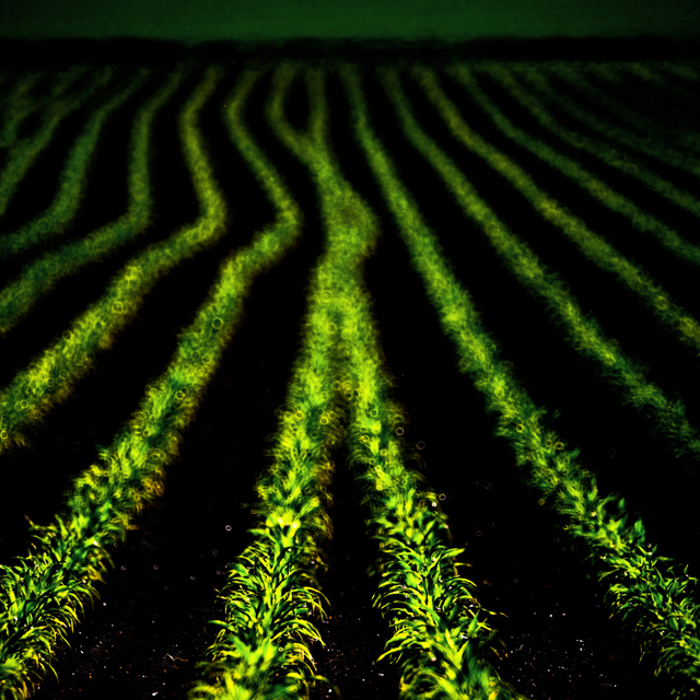 Not In Line Field I - ID 008470