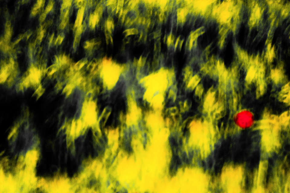 Poppy and Corn I - ID 008473