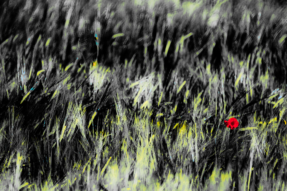 Poppy and Corn II - ID 008474