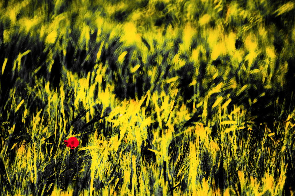 Poppy and Corn III - ID 008475