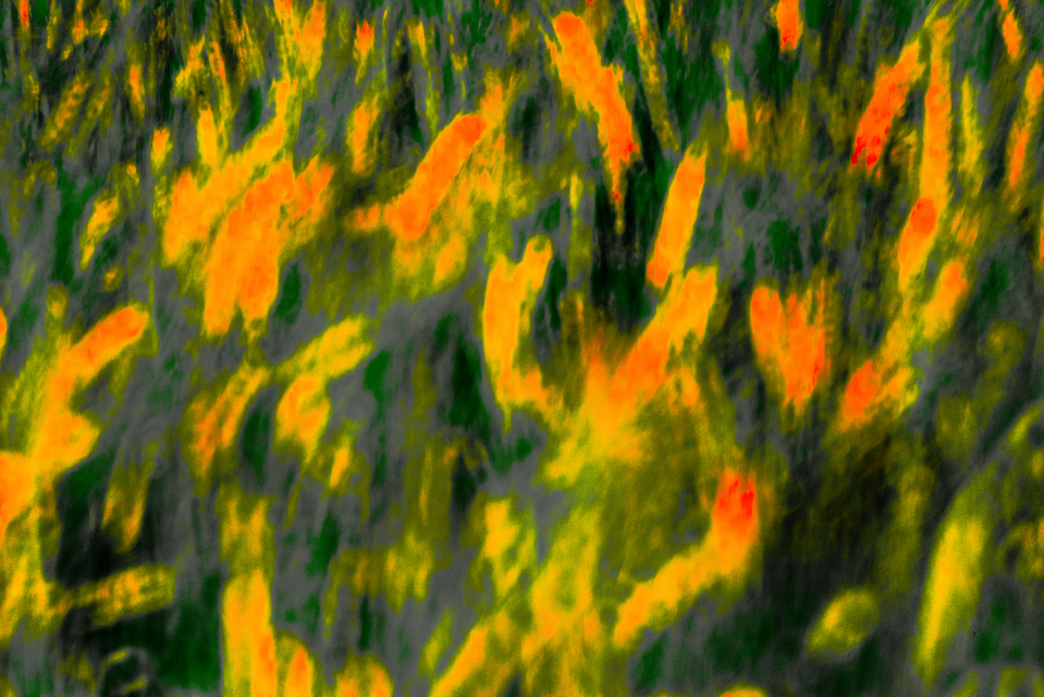 Field Impressions - ID 008479