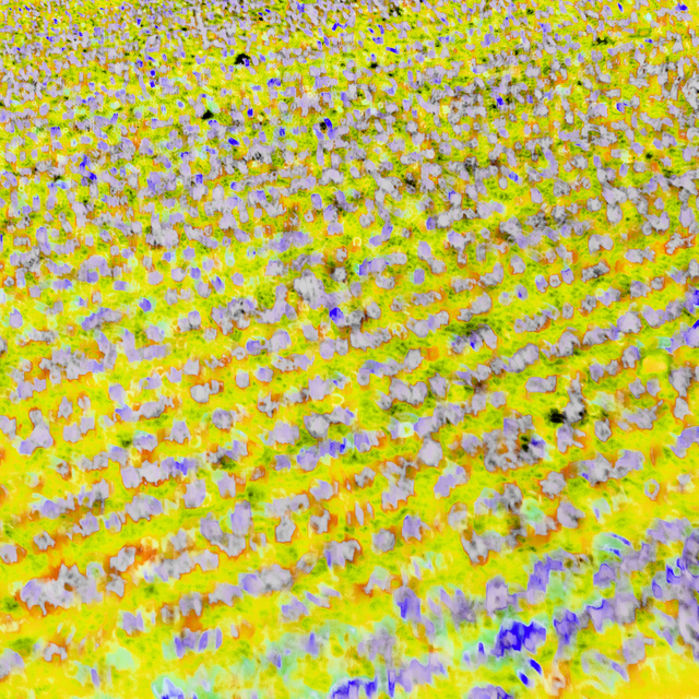 Yellow Field - ID 008495