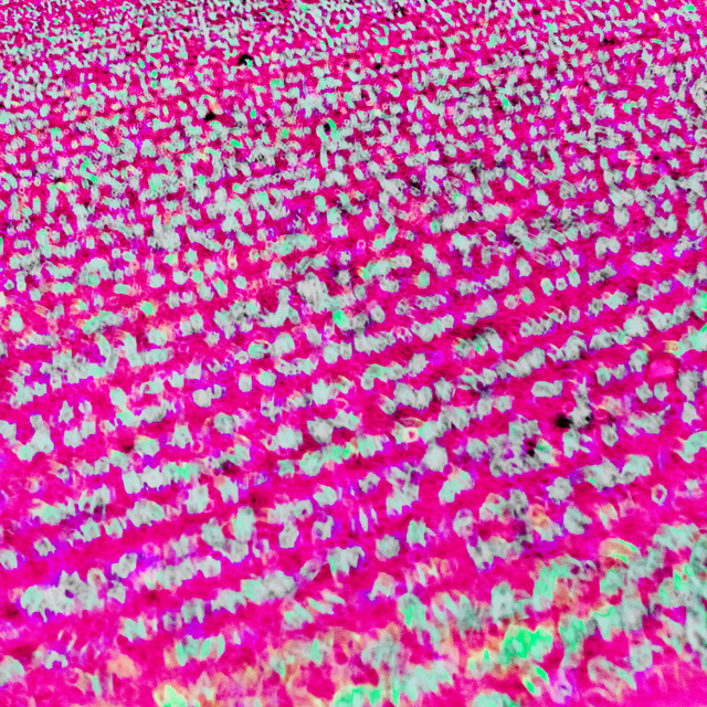 Magenta Field - ID 008498