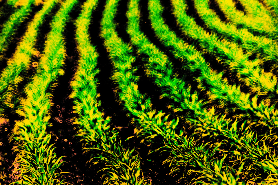 Curve Field I - ID 008499