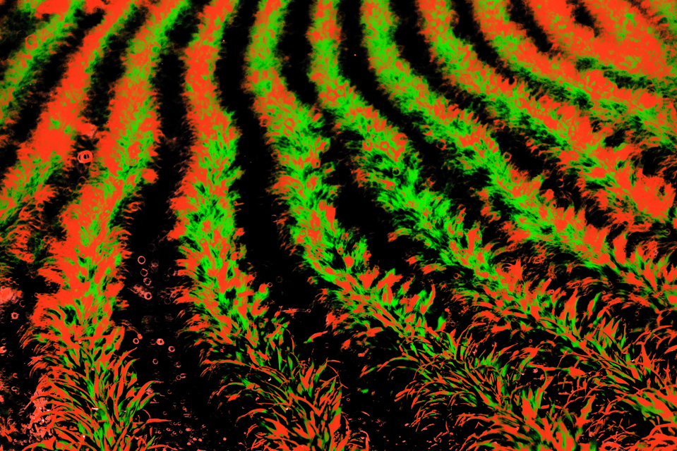 Curve Field II - ID 008500