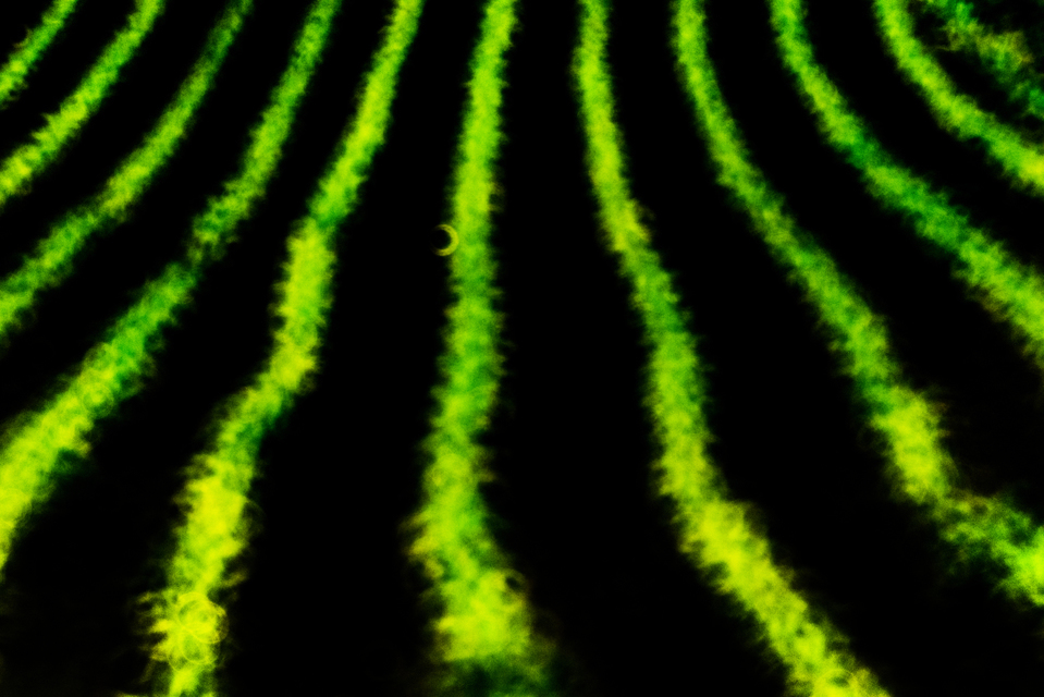 Green Stribes - ID 008501