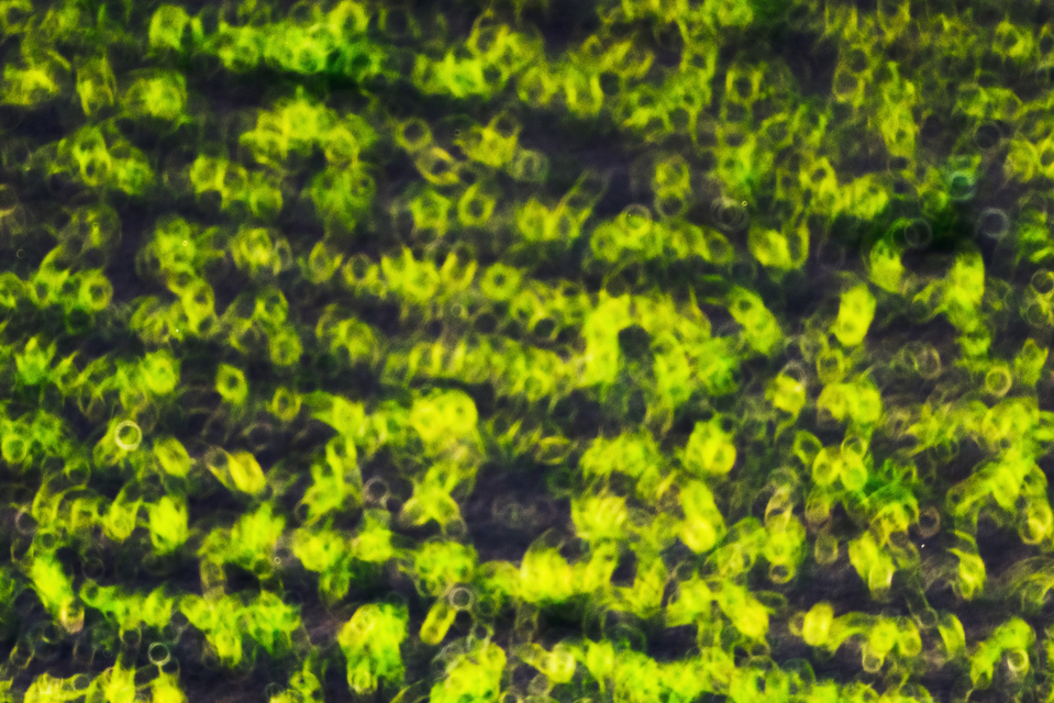 Green Circled Field - ID 008509