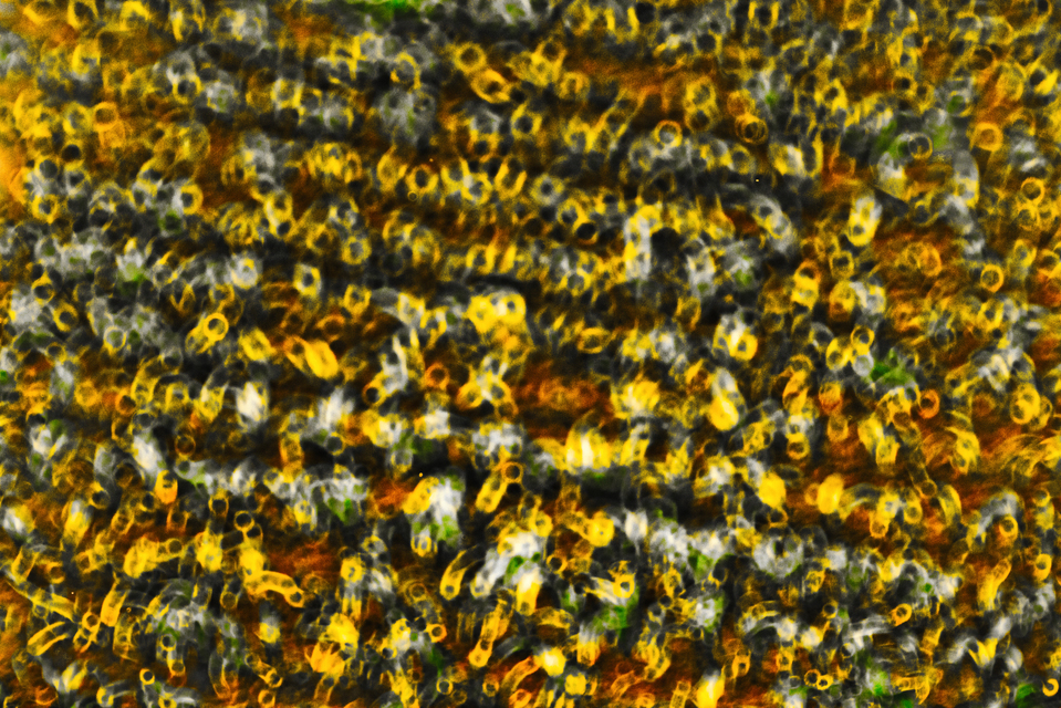 Bee alike Field - ID 008510