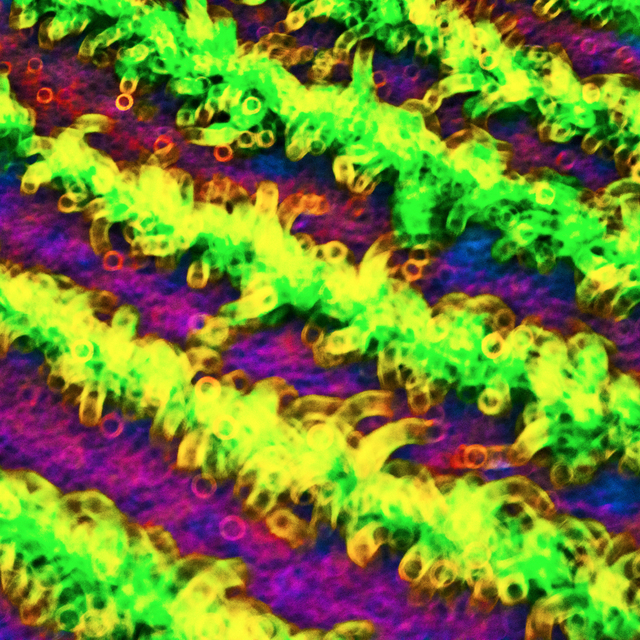 Multi Color Field - ID 008512