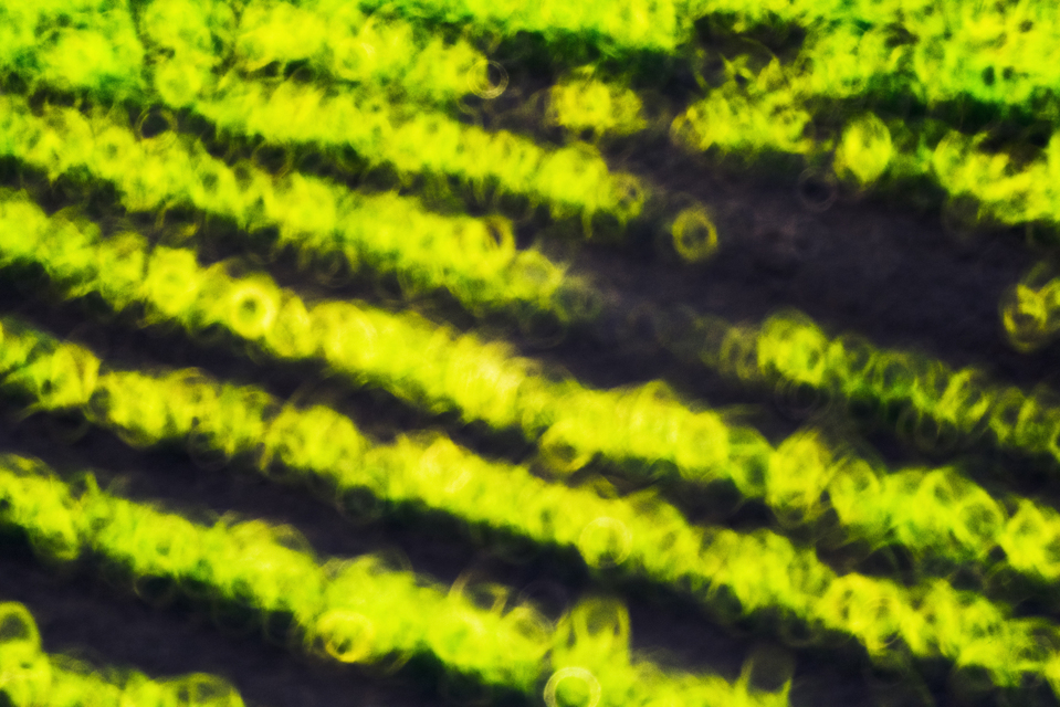 Green Circled Field II - ID 008514