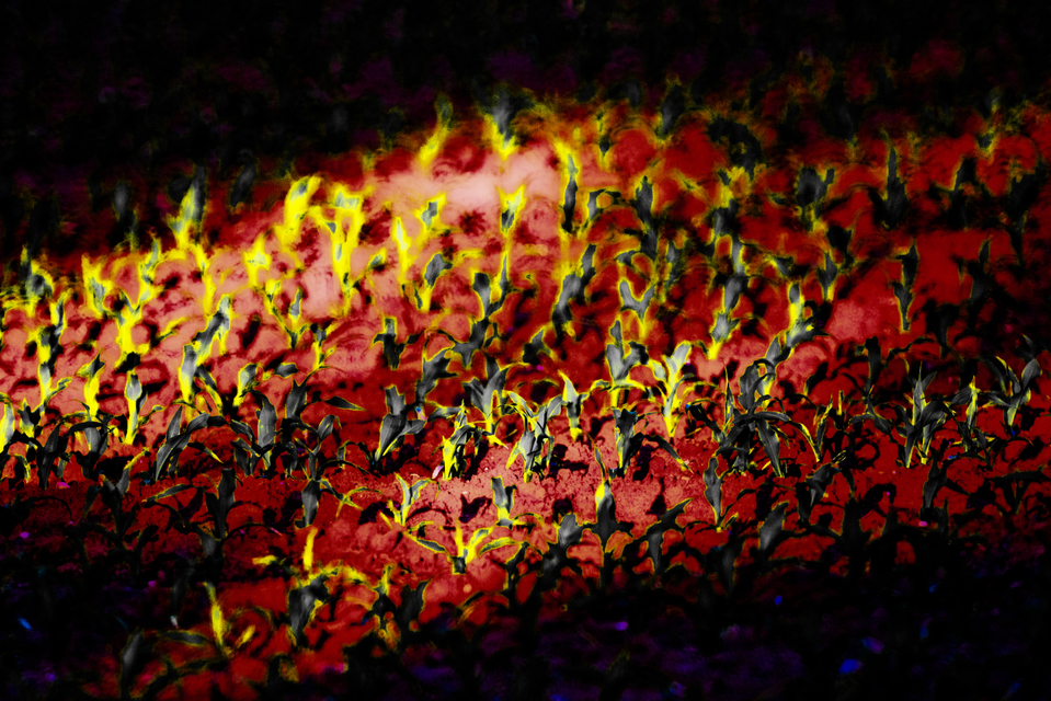 Mars Field - ID 008515