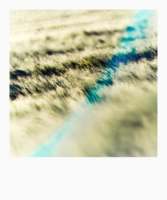 Brush Field with Flare I - ID 008520