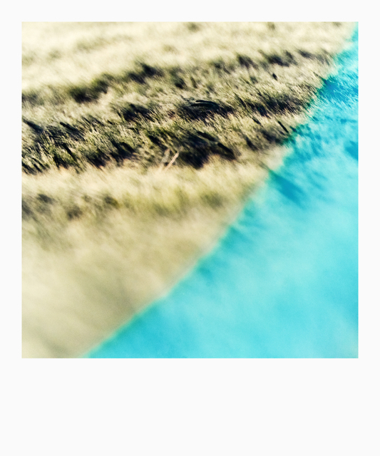 Brush Field with Flare II - ID 008521