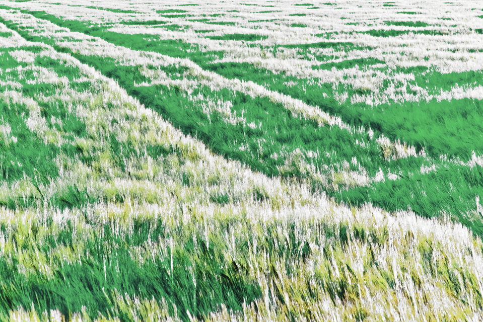 Brush Field Landscape I - ID 008524