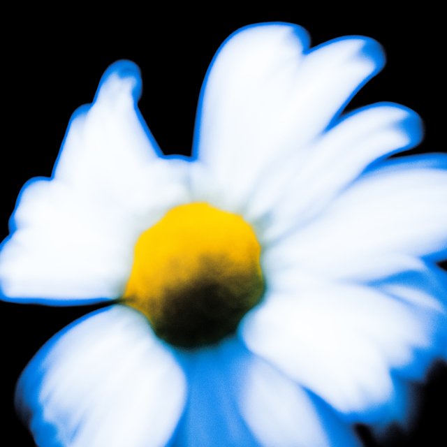 Dark Leucanthemum - ID 008550