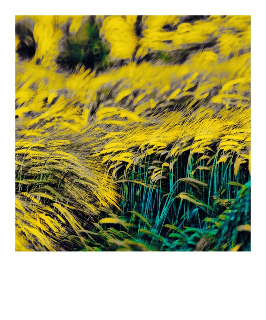 Color Corn - ID 008565