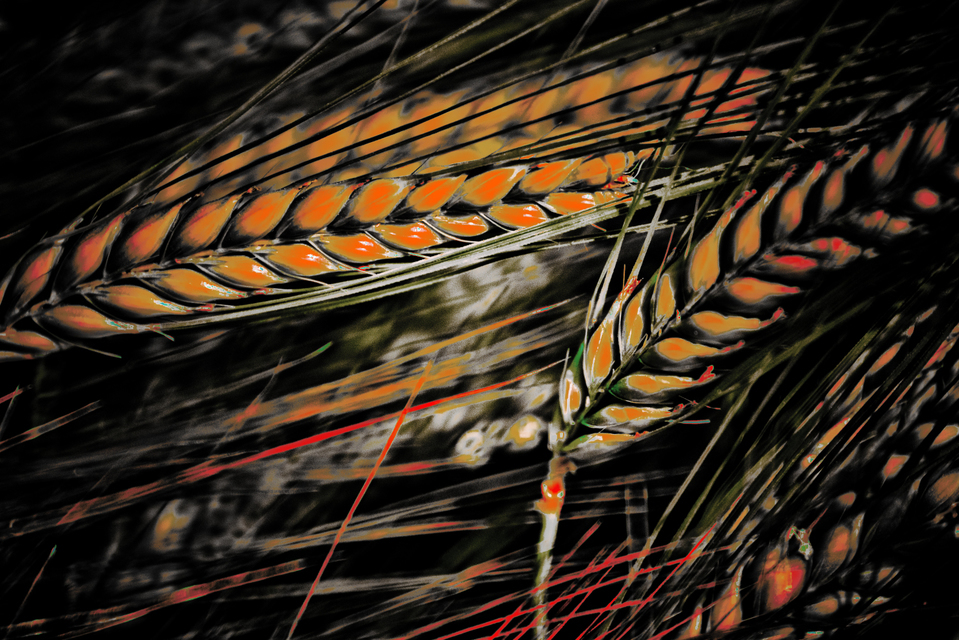 Corn Colored - ID 008567