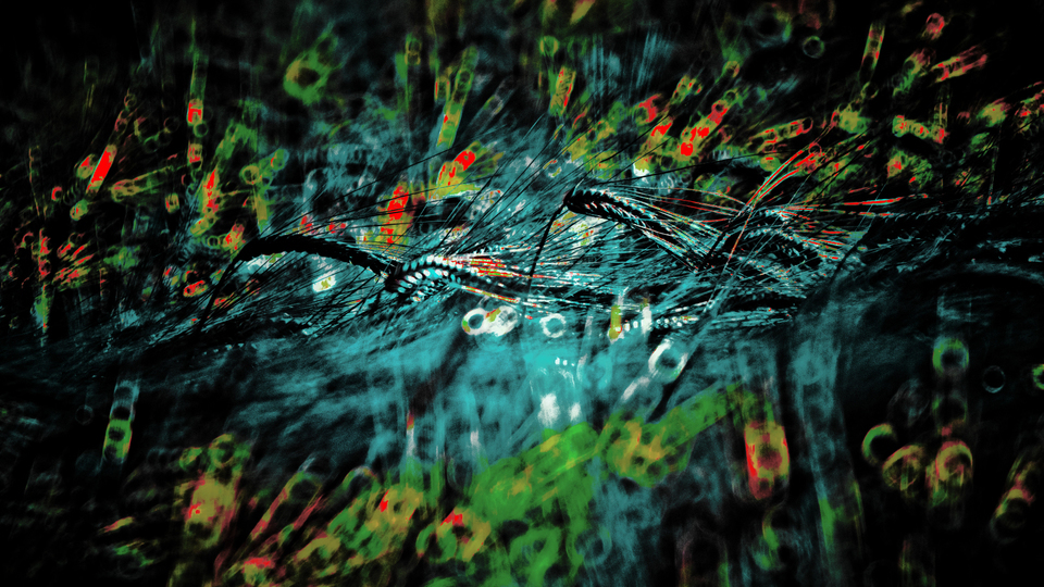 Corn within Rings - ID 008568