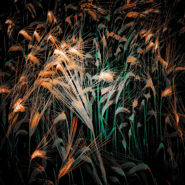 Mystic Corn - ID 008570