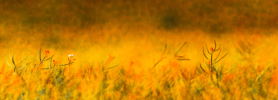 Field Landmarks II - ID 008573