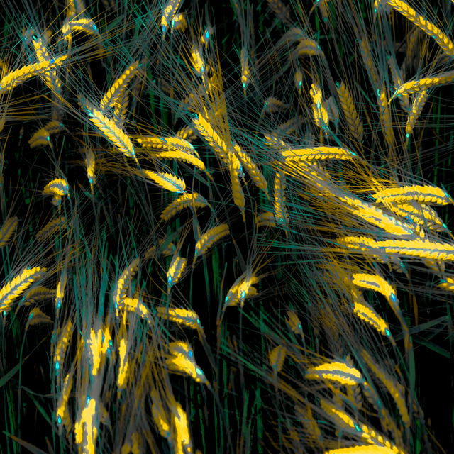 Cornflower Highlights II - ID 008577