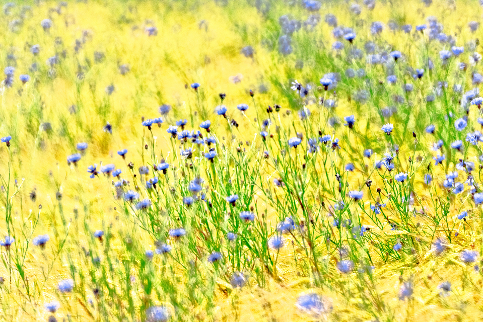 Swarm of Cornflowers II - ID 008579