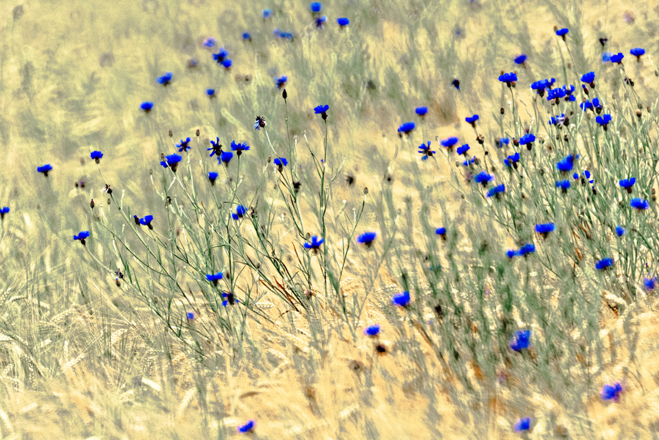 Blue Cornflowers I - ID 008580