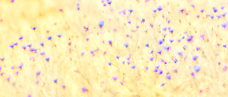 Blue Cornflowers III - ID 008582