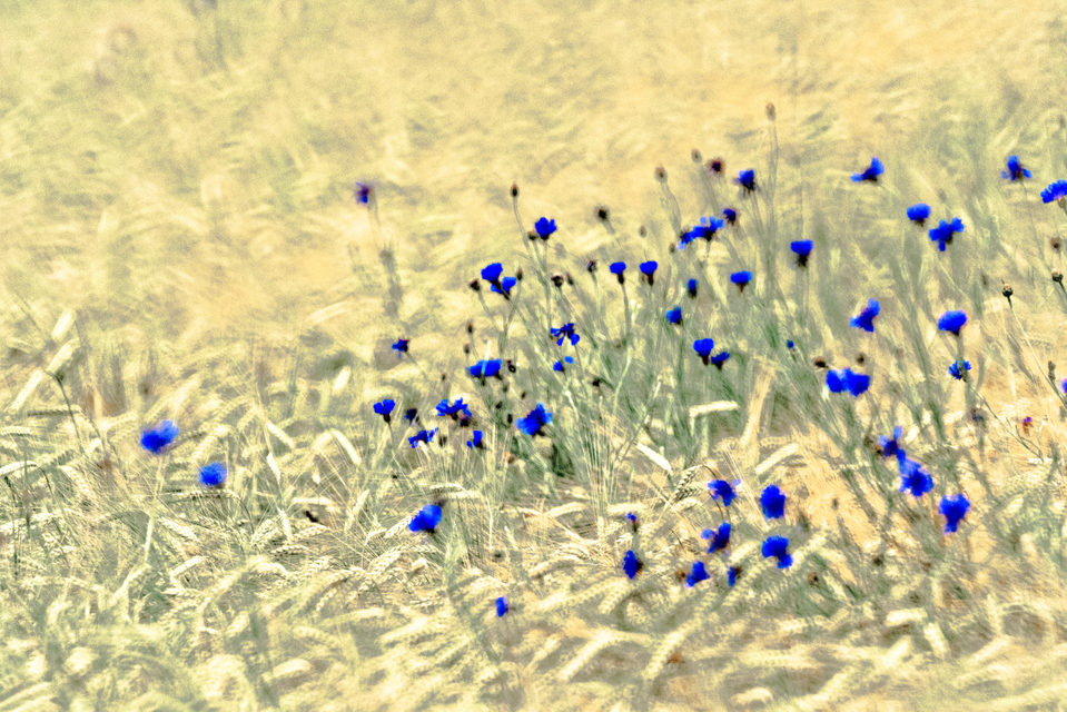 Blue Cornflowers V - ID 008584