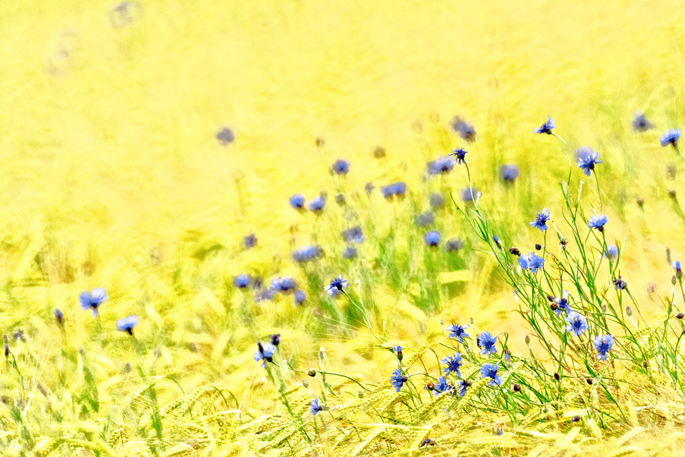Blue Cornflowers VI - ID 008585