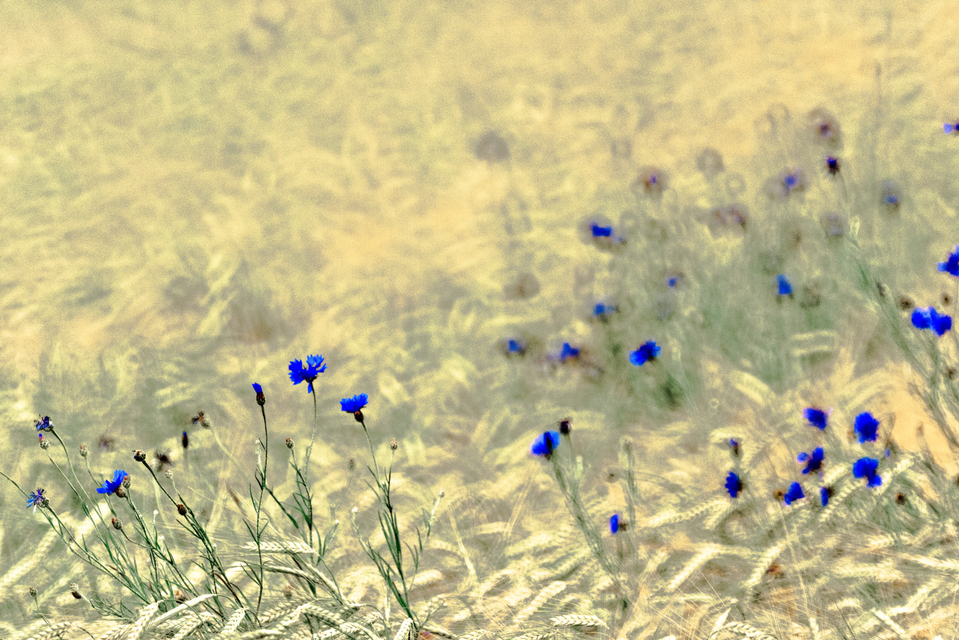 Blue Cornflowers VII - ID 008586