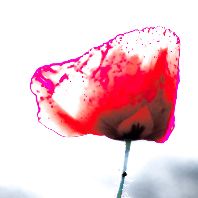 Corn Poppy - ID 008594