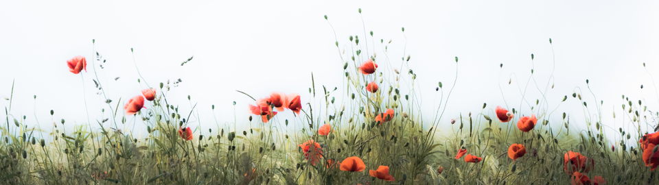 Red Poppy I - ID 008597