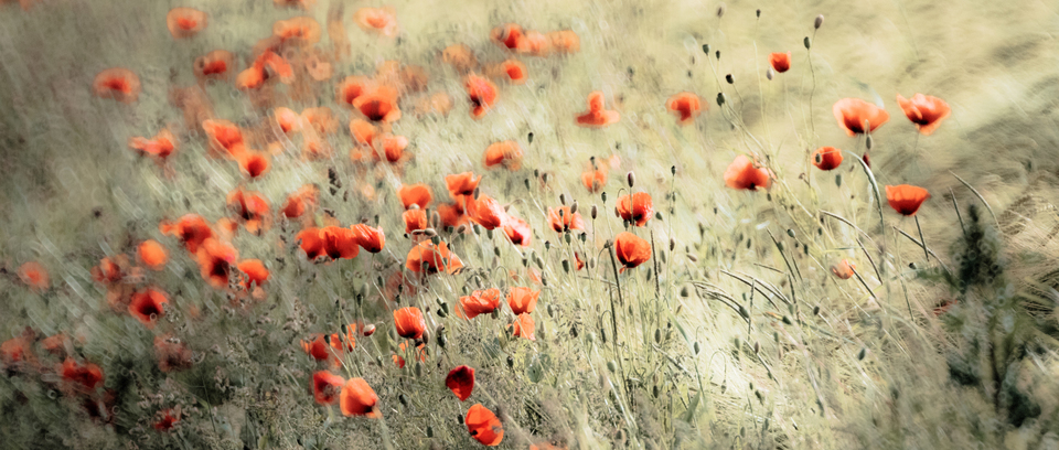 Red Poppy III - ID 008599