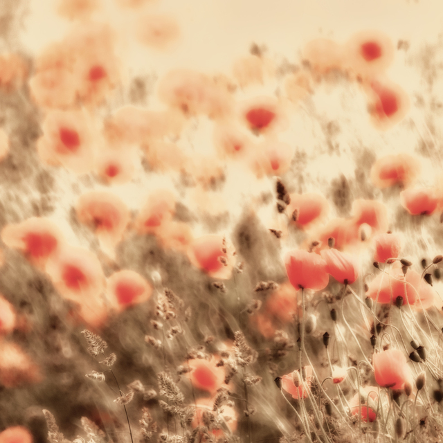 Red Poppy IV - ID 008600