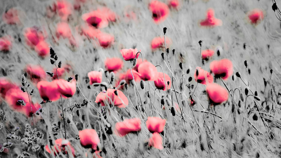 Red Poppy V - ID 008601