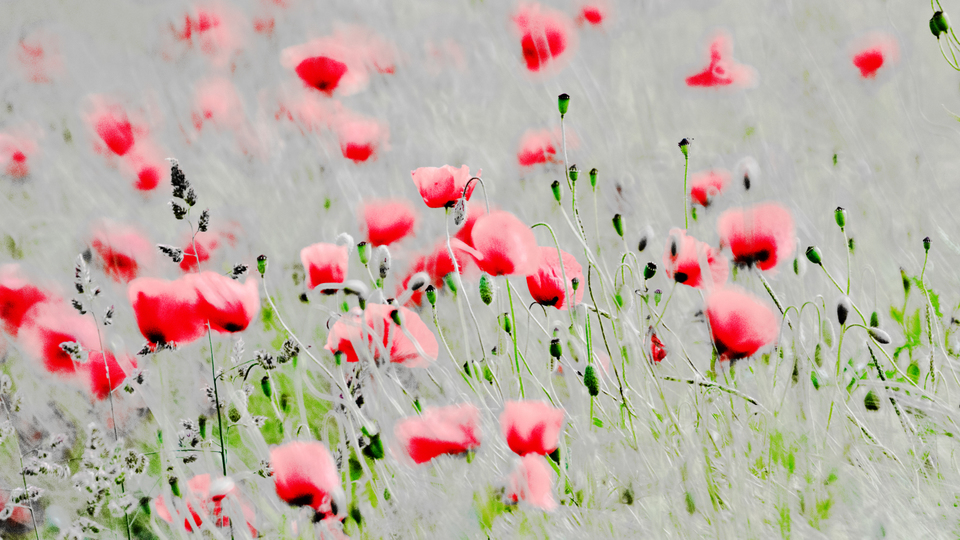 Red Poppy VI - ID 008602
