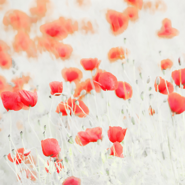 Red Poppy VII - ID 008603