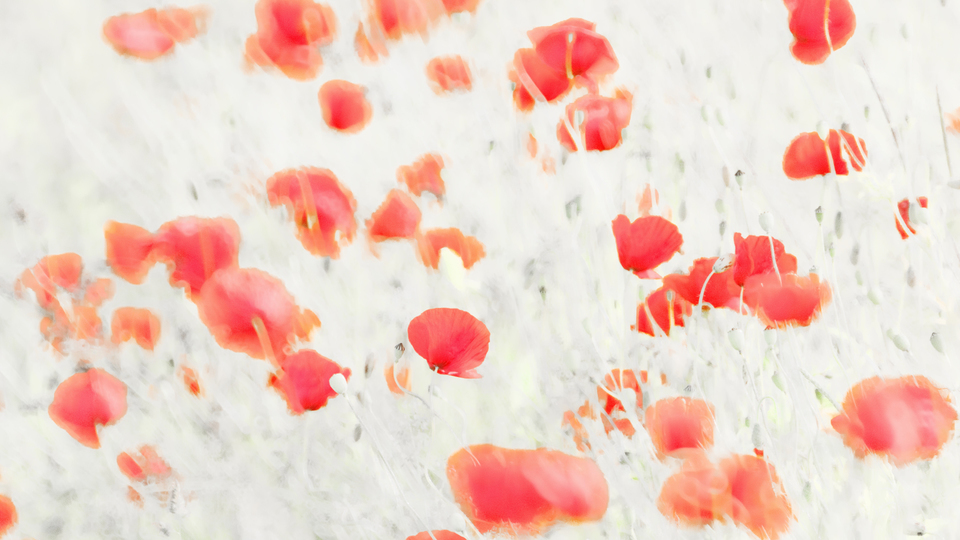 Red Poppy VIII - ID 008604