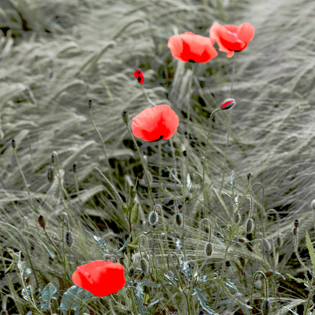 Red Poppy IX - ID 008605