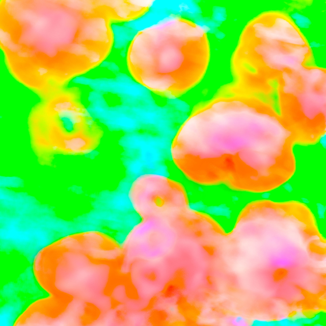 Red Poppy X - ID 008606