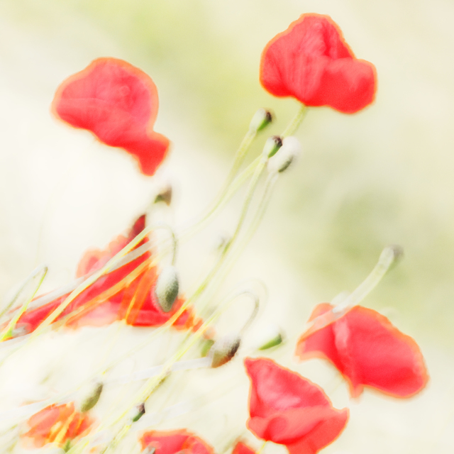 Red Poppy XI - ID 008607