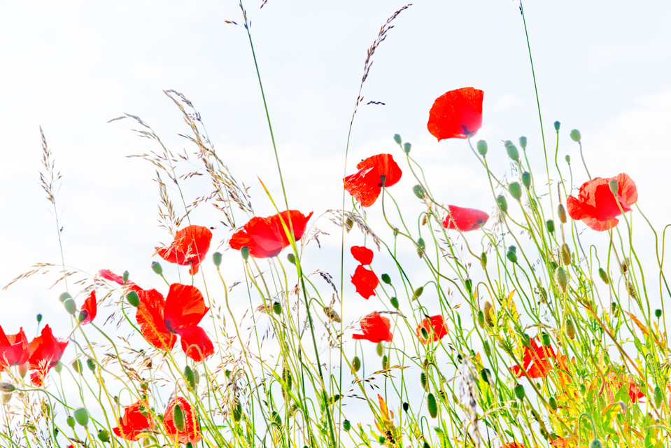 Red Poppy XII - ID 008608