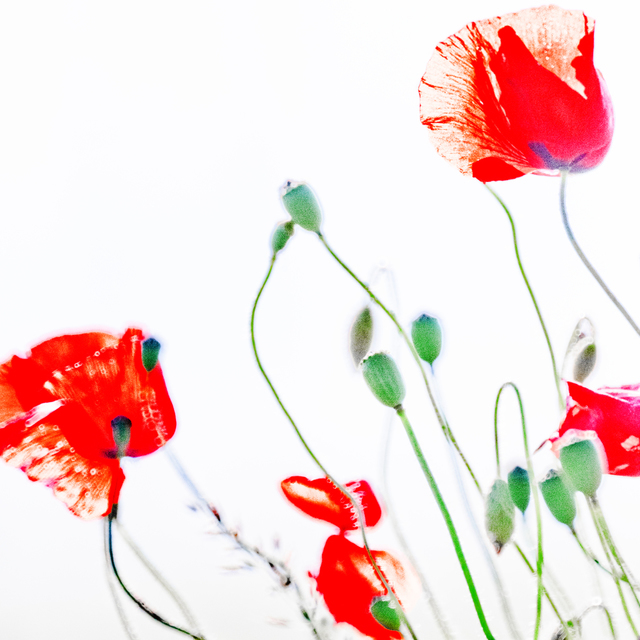 Red Poppy XIII - ID 008609