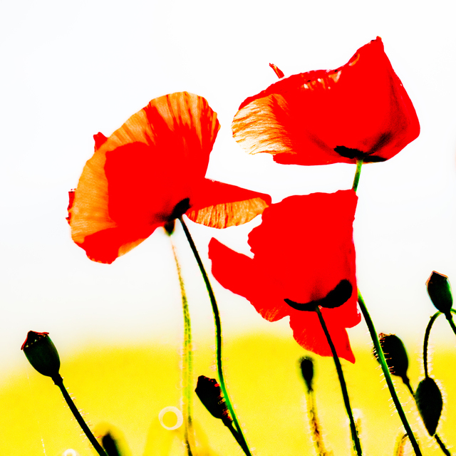 Red Poppy XV - ID 008611